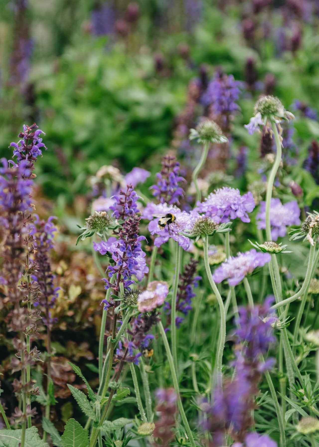 Planting for Pollinators: Early Summer