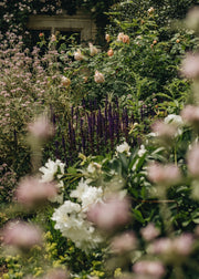 Companion Planting for Roses