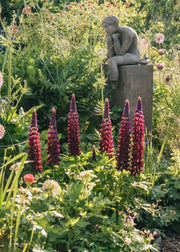 Perennials