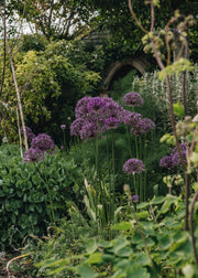Outdoor Plants