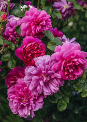 Rose Garden