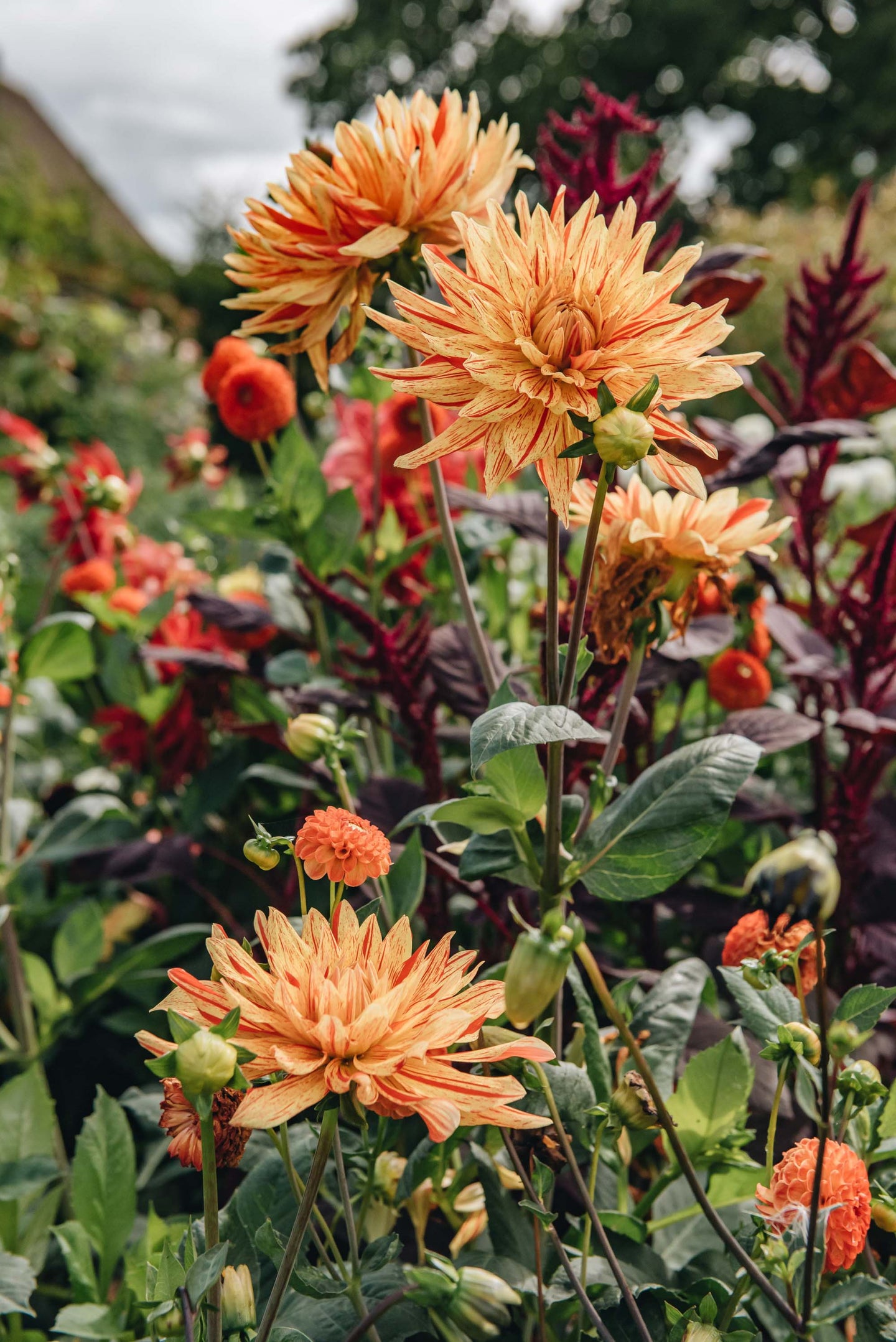 Franchi Seeds Seeds Of Italy Burford Garden Co.