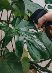 Indoor Garden
