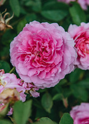 Shrub Roses