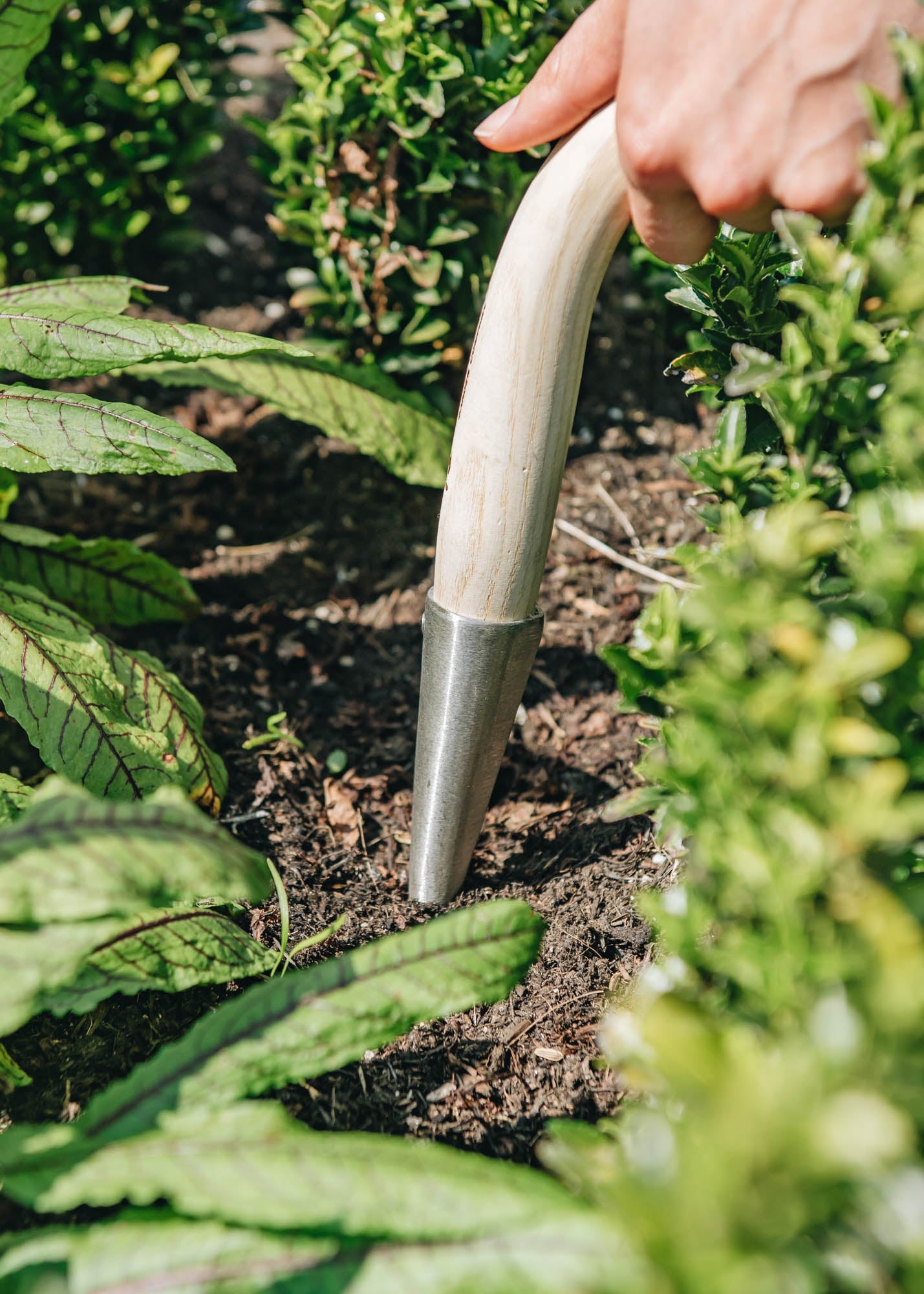 David Austin Claire Austin Rose | Climbing Rose | Burford Garden Co.