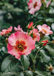 Pollinator Friendly Roses
