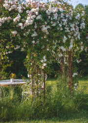 Rambling Roses