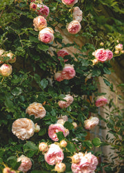 Climbing Roses