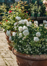 Scented Roses