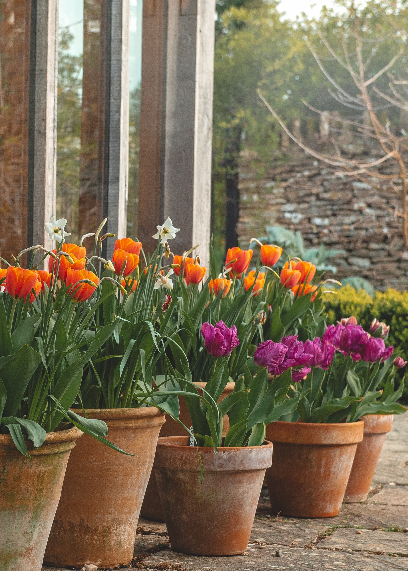 Autumn Planting Bulbs