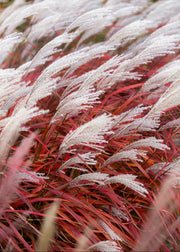 Miscanthus sinensis 'Lady in Red', 2L