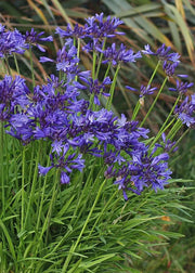 Memento Agapanthus campanulatus ‘Midnight Star’ (‘Navy Blue’), 2L