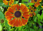 Helenium Moerheim Beauty, 2/3L