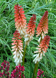 Tessitura Toscana Telerie Kniphofia ‘Orange Vanilla Popsicle’, 3L 