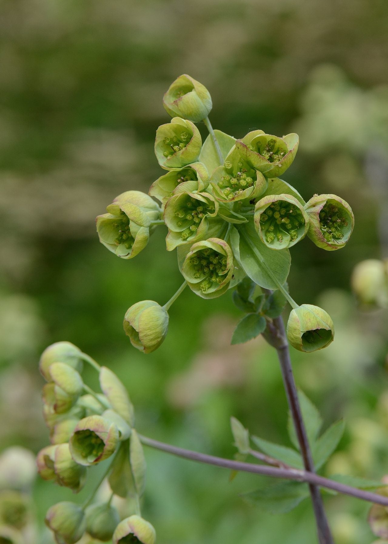 Mathiasella bupleuroides 'Green Dream', 3L – Burford Garden Co.