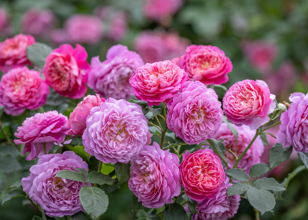 David Austin Rosa Emma Bridgewater™ Burford Garden
