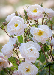 Sir David Beckham Rose