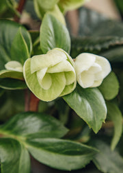 Hellebore Helleborus 'Ice n Roses White Ivory', 2L