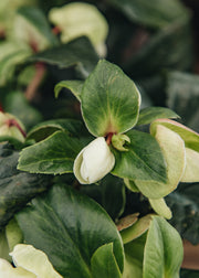 Hellebore Helleborus 'Ice n Roses White Ivory', 2L