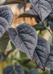 Cercis Cercis canadensis Garden Gems ® 'Amethyst', 15L