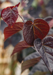 Cercis Cercis canadensis Garden Gems ® 'Amethyst', 15L