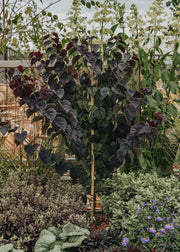 Cercis Cercis canadensis Garden Gems ® 'Amethyst', 15L