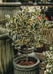 Ilex Ilex aquifolium argentea 'Marginata', 1.5L Standard