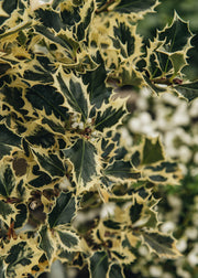 Ilex Ilex aquifolium argentea 'Marginata', 1.5L Standard