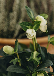 Hellebore Potted Hellebore niger 'Christmas Carol', 1L