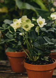 Hellebore Potted Hellebore niger 'Christmas Carol', 1L