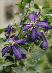 Clematis Clematis flammula 'Sweet Summer Love', 2L