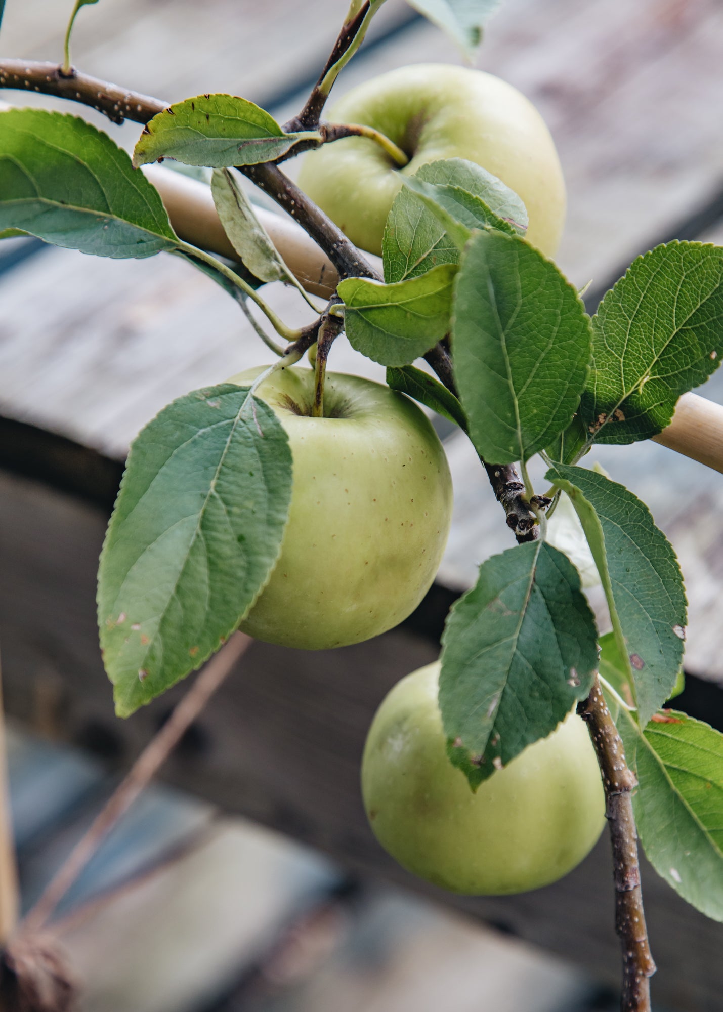 Malus domestica Cox (Apple), Half Standard MM106, 12L