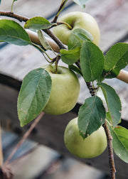 Malus domestica Cox (Apple), Half Standard MM106, 12L