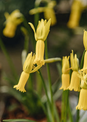 Narcissus Narcissus Cyclamineus, 9cm