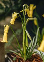 Narcissus Narcissus Cyclamineus, 9cm