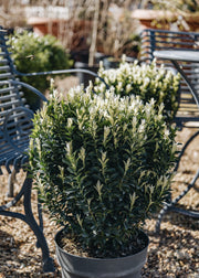 Euonymus Euonymous japonica 'Paloma Blanca' , 10L