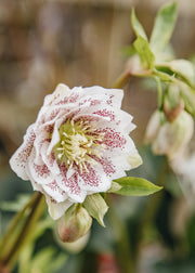 Helleborus orientalis Cinderella, 1.5L
