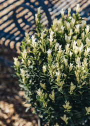 Euonymus Euonymous japonica 'Paloma Blanca' , 10L