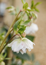 Hellebore Helleborus orientalis Cinderella, 1.5L