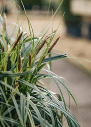 Carex Ribbon Falls, 3L