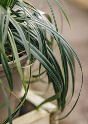 Carex Carex 'Ribbon Falls', 3L