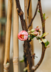 Chaenomeles Chaenomeles 'Pink Lady', 3L