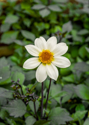 Dahlia 'Dahlegria White',3L