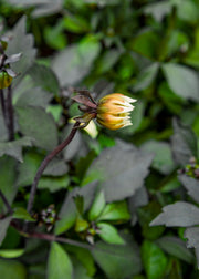 Dahlia Dahlia 'Dahlegria White',3L