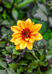 Dahlia 'Labella Grande Chocolate Amber', 3L