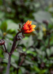 Dahlia Dahlia 'Labella Grande Chocolate Amber', 3L