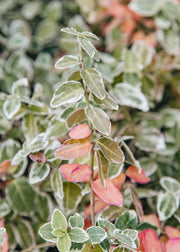 Euonymus Euonymus fortunei Emerald Gaiety, 6L