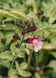 Salvia Salvia 'Peach Melba', 2L
