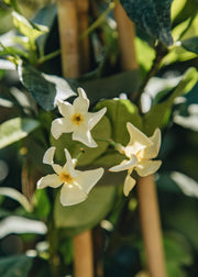 Trachelospermum Trachelospermum asiaticum 'Chilli and Vanilla', 3L
