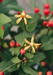 Hypericum Hypericum × inodorum 'Miracle Grandeur', 2L